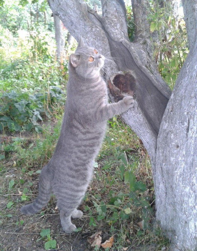 Котовторник 06.12.2011