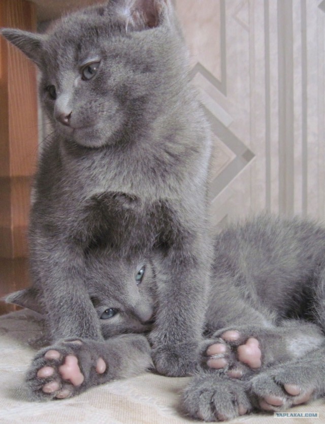 Котовторник (14.02.2012)