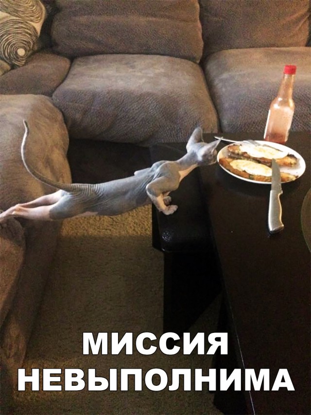 Немного милоты