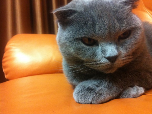 Котовторник 10.04.2012