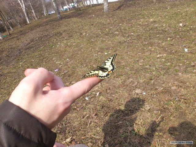 Бабочка Махаон