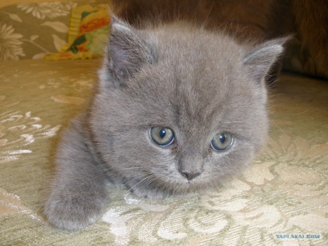 Котовторник   5.06.2012