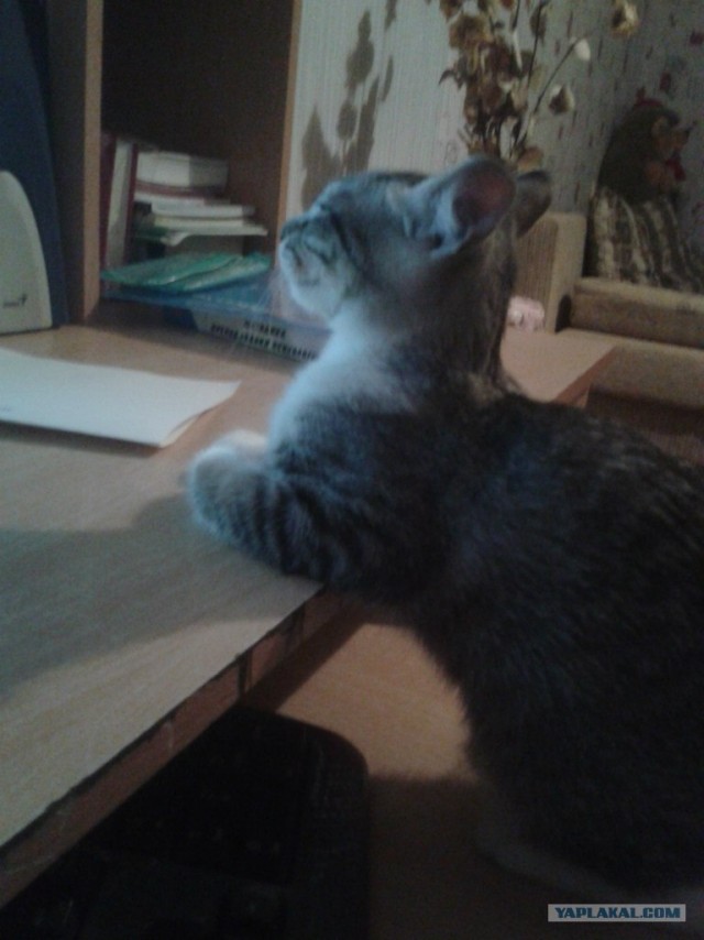 Котовторник  4.09.12