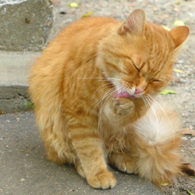 Прикольных котов пост
