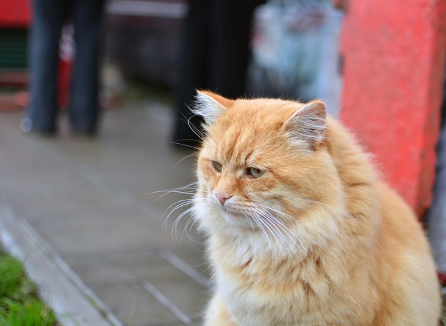 16 лучших котов сезона