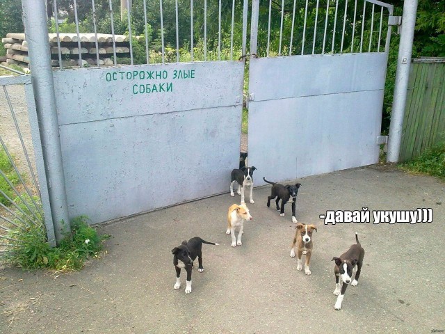 Живность из сети