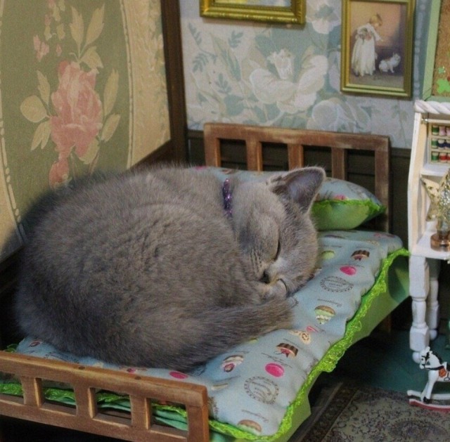 Картинки с котами и про котов
