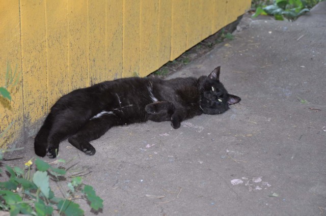 Котовторник 18.06.2019