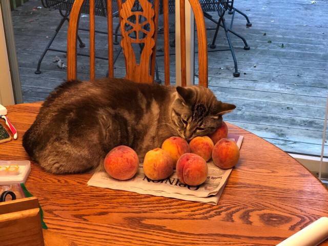 Котовторник однако