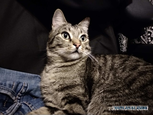 Котовторник от генерала мяу