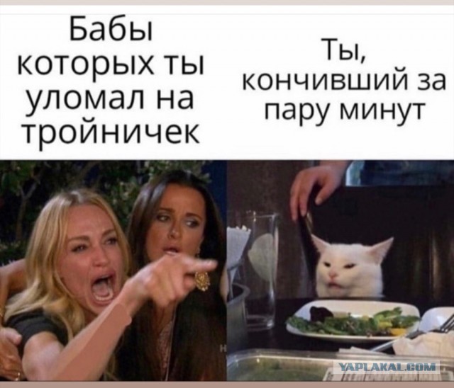 Прошёл целый год! А они всё орут на бедного котика