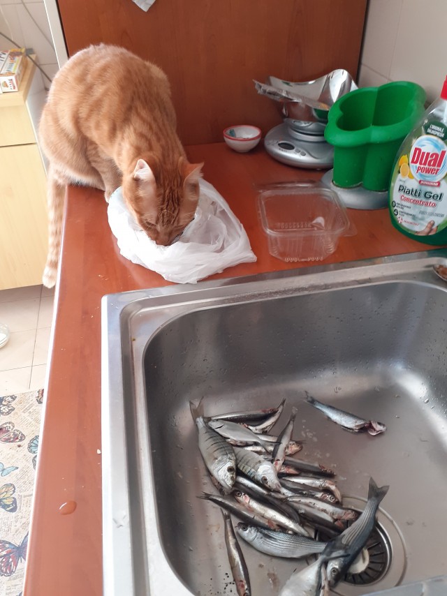 Котовторник 17.11.20