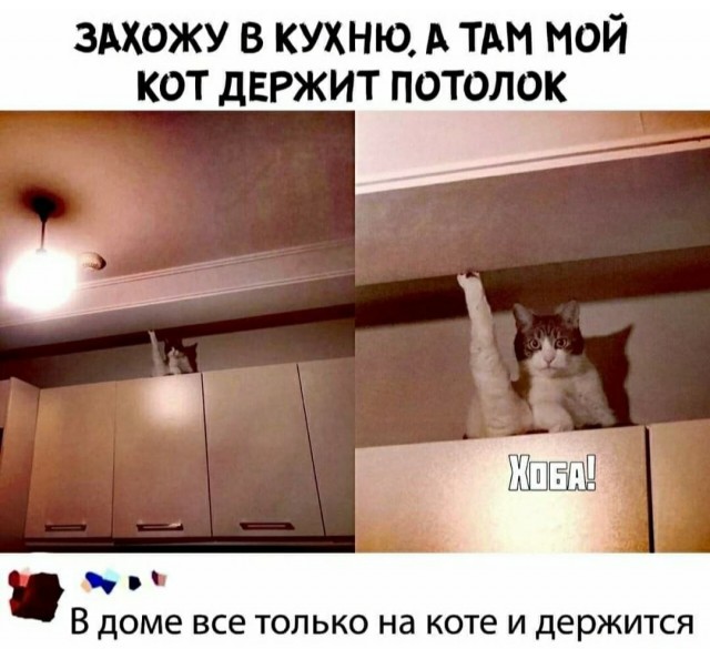 В завершение котовторника.