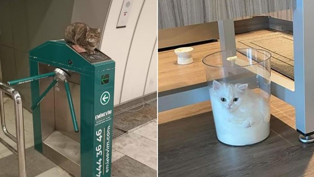 Кошки часто любят отдыхать там, где их, в принципе, не должно быть