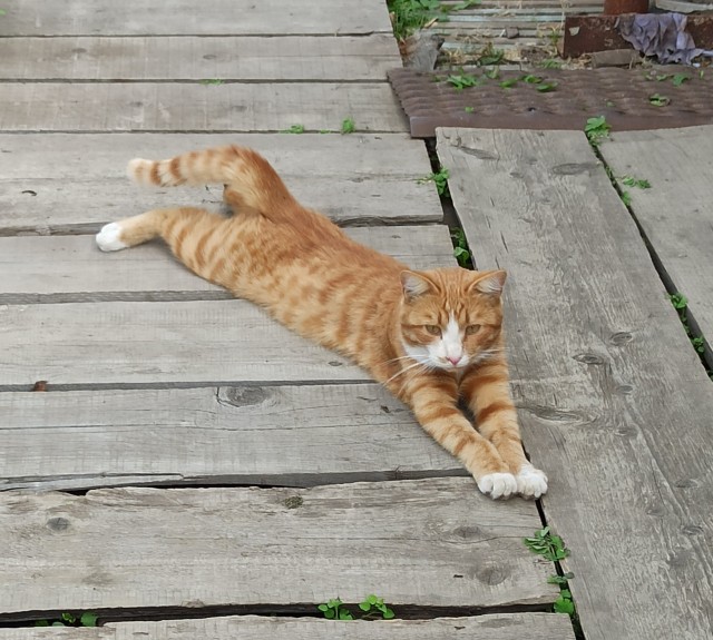 Котовторник (свои добавляем)