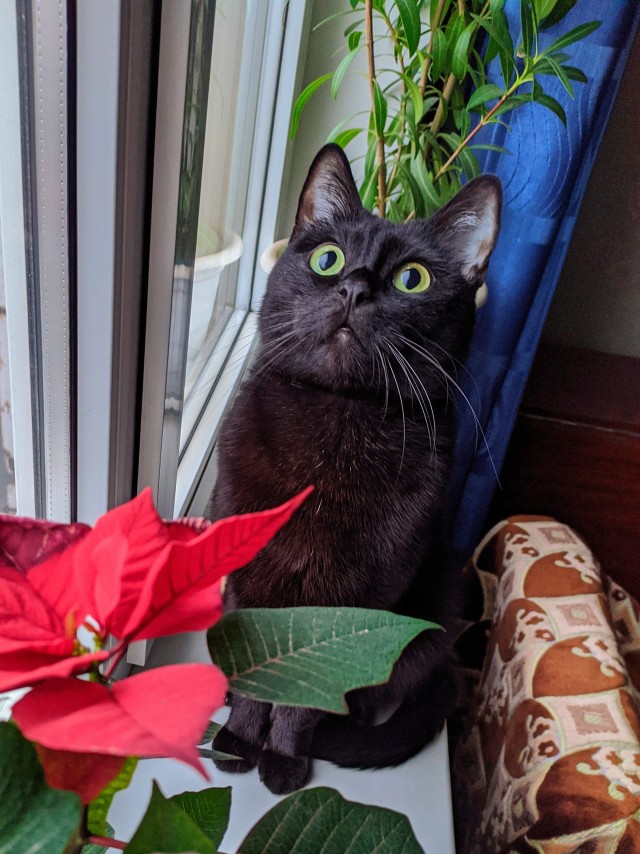 Котовторник 14.09.2021