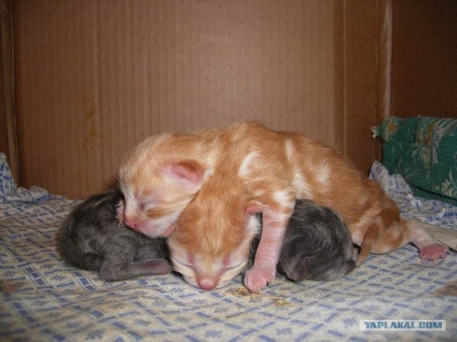 Котята!