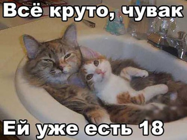 Баянисто-небаянистый юмор 9.11.21