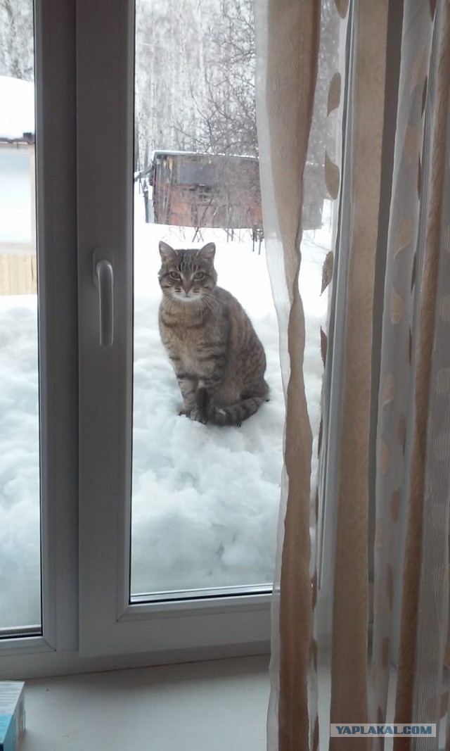 Котовторник 25.01.22