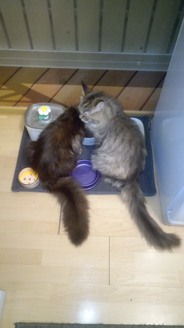 Котовторник. Февраль