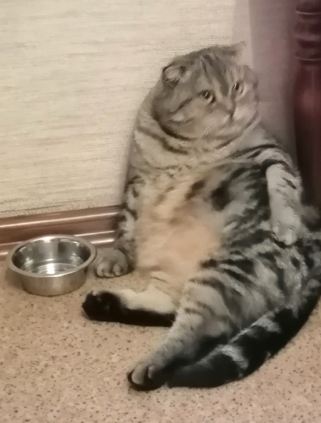 Котовторнику посвящается