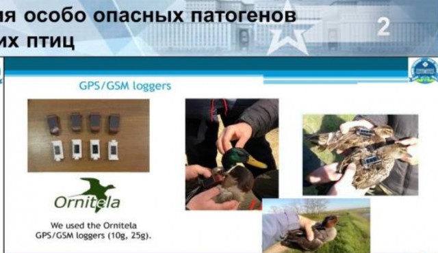 Летите голуби, летите...