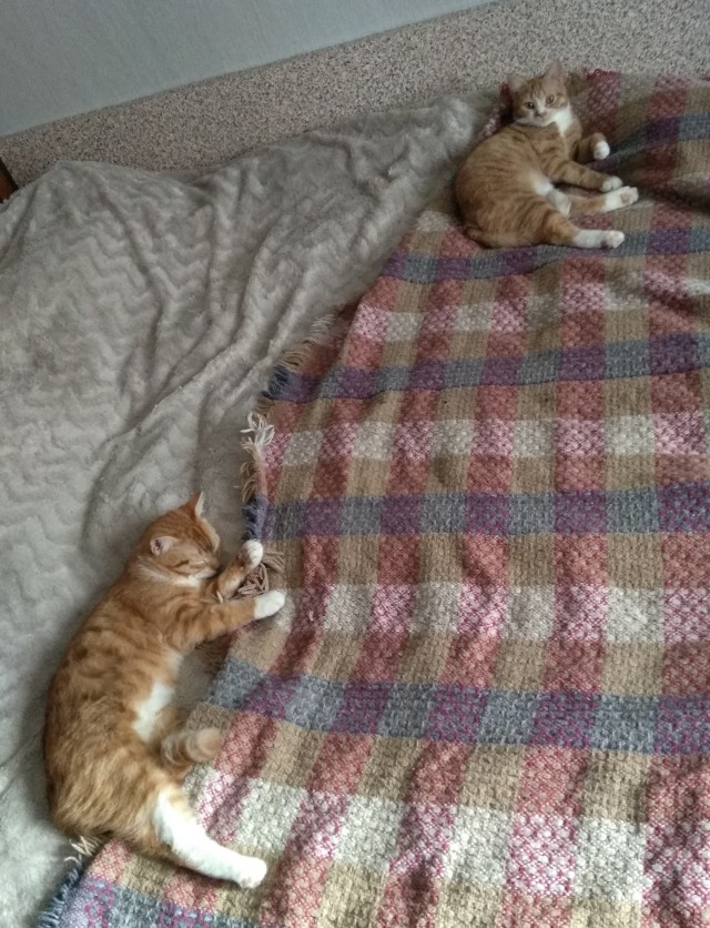 Котознатоки и котолюбители, созываю совет