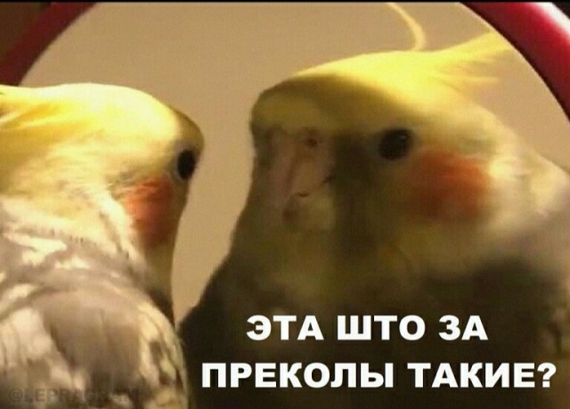Бедные, бедные бл*ди... Как тяжко жить!