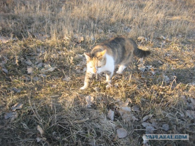 Жизнь домашнего приюта для котеек 386