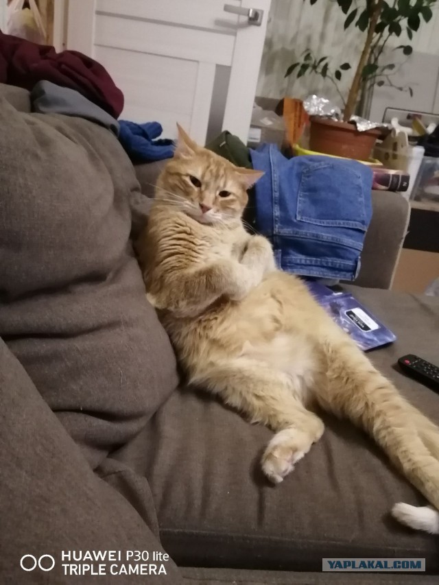 Котовторник