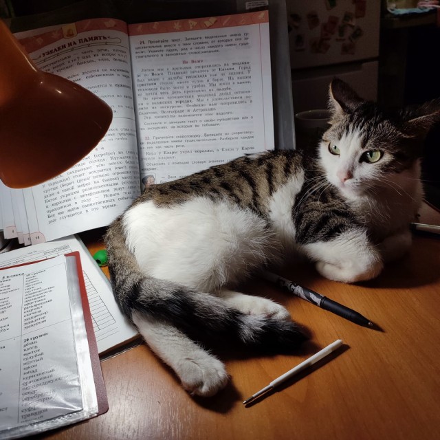 Вариант кота с лампой