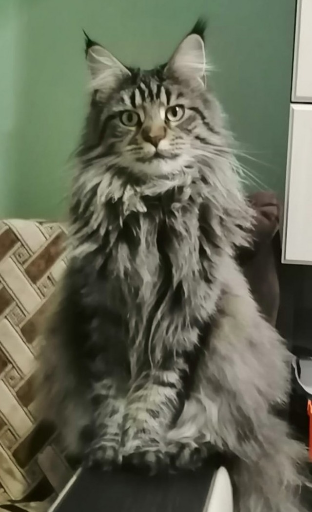 К котовторнику