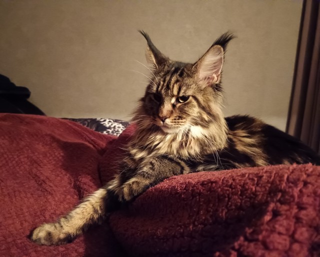 Кошка