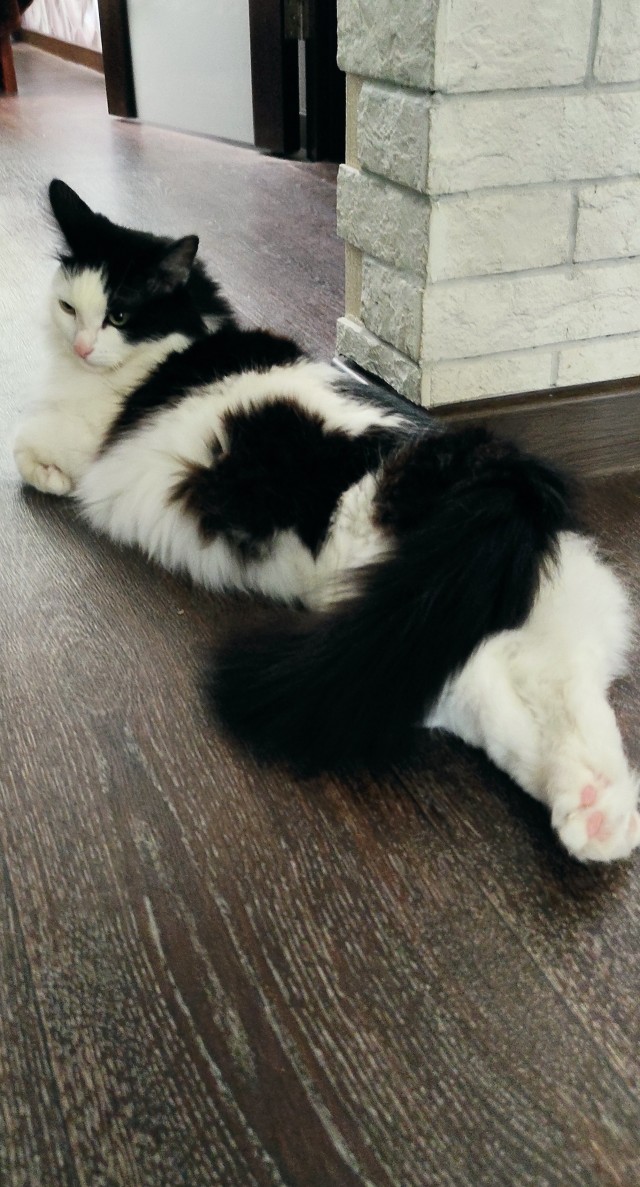 Котовторник 18.10.22