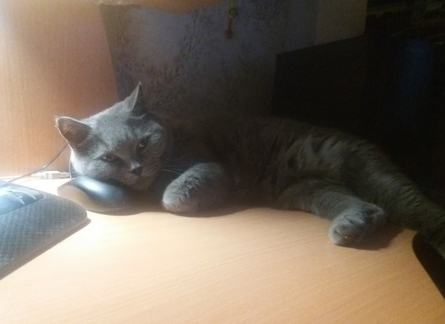 Котодракула