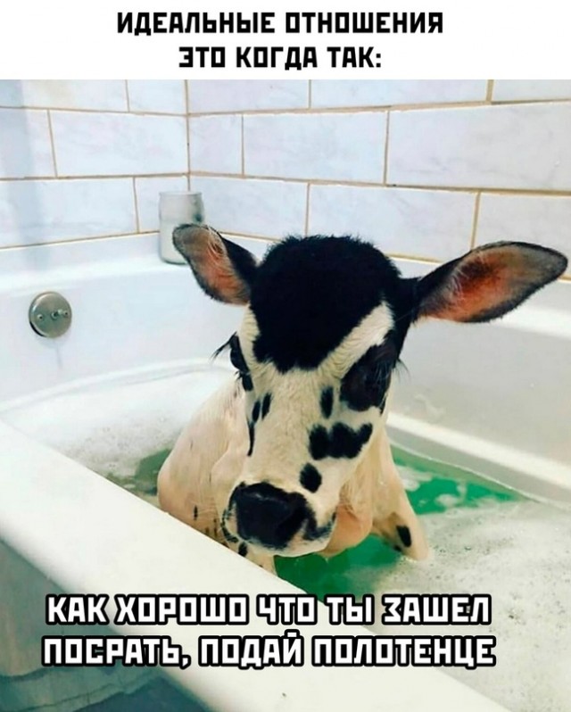 Весёлый полтишок 17.01.23