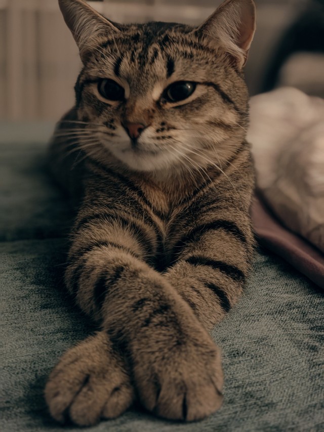 К котовторнику, 17 лет стукнуло меховому