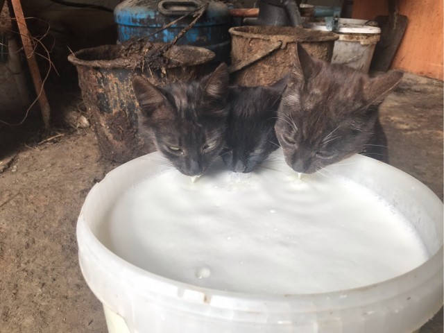 Молоко