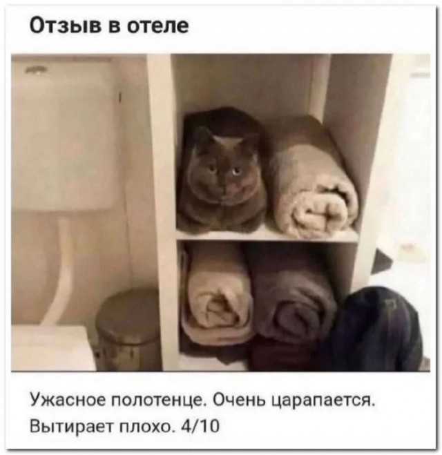 Забавные комментарии из социальных сетей 06.11.23