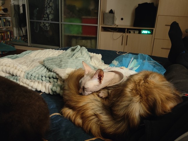 Котовторник