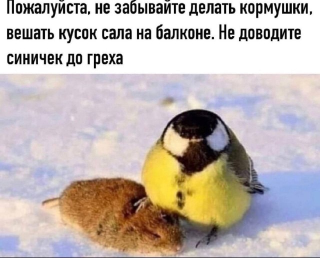 Дристоль два ноль