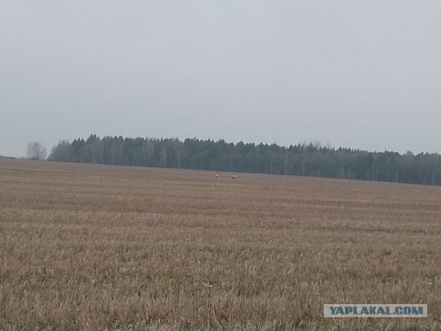 Жизнь домашнего приюта для котеек 484