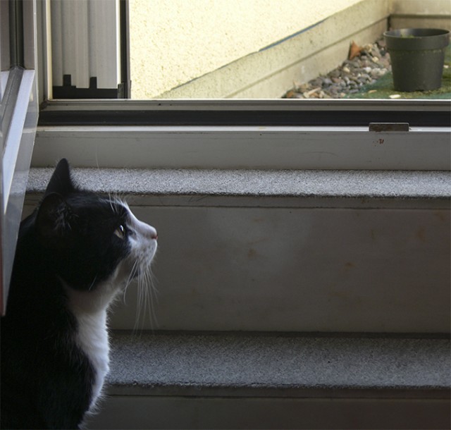 Котовторник 21.05.2013