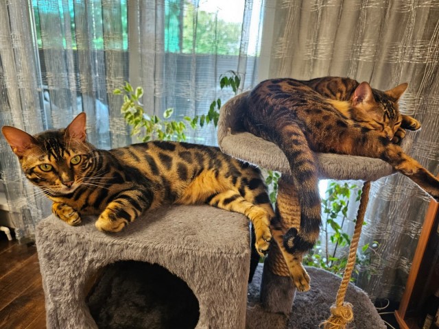 Котовторник!