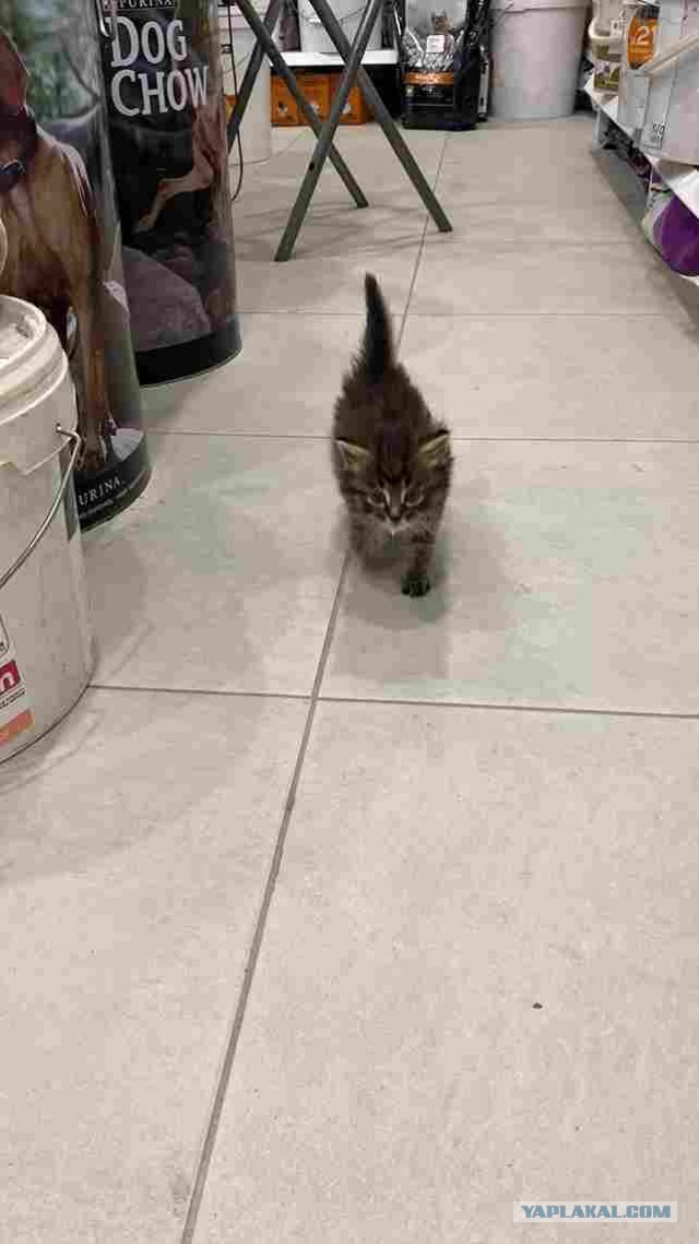 Подкидыш к котовторнику
