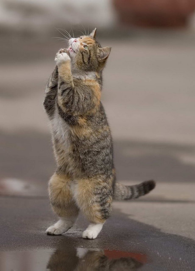 Котовтоник в картинках