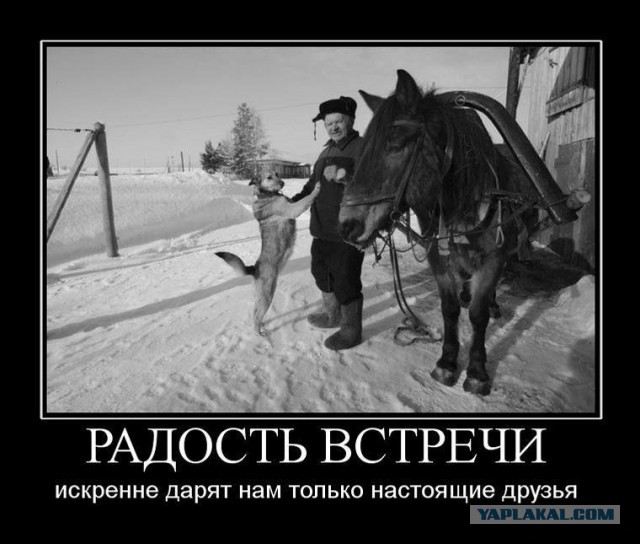 Трогательное воссоединение собаки с хозяином