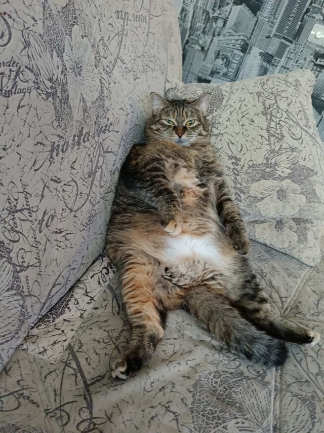 Котовторник