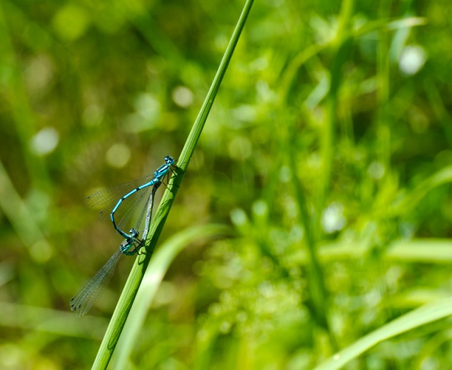 Немного летнего макро