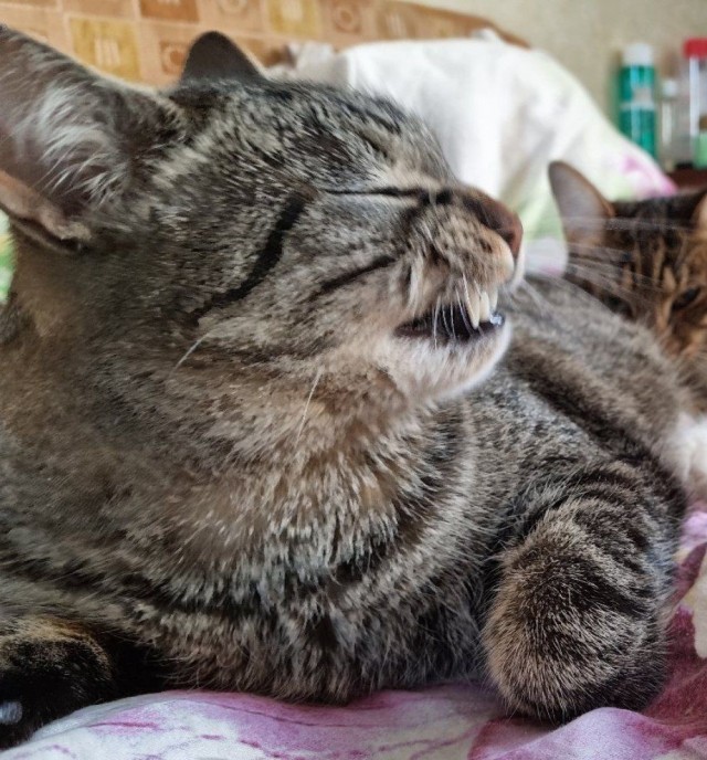 12 самых смешных котов в истории комического конкурса Comedy Pet Photography Awards
